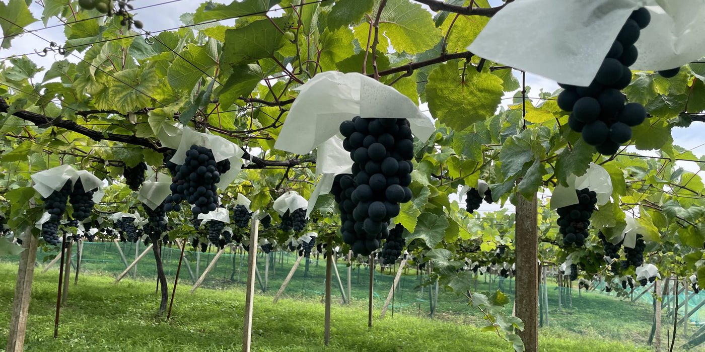 Domaine Kyoko Hosakaのワイナリー